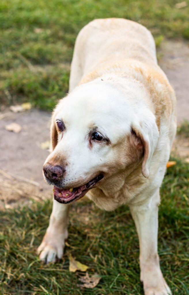 Senior yellow Labrador Retriever with a graying face and cloudy eye standing on grass outdoors
