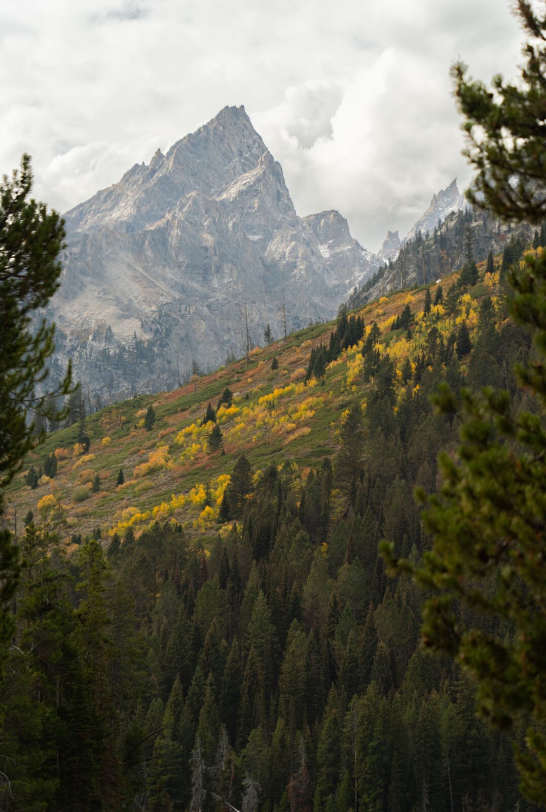 Grand Teton Elk Rut: Timing, Road Closure, and What to Pack