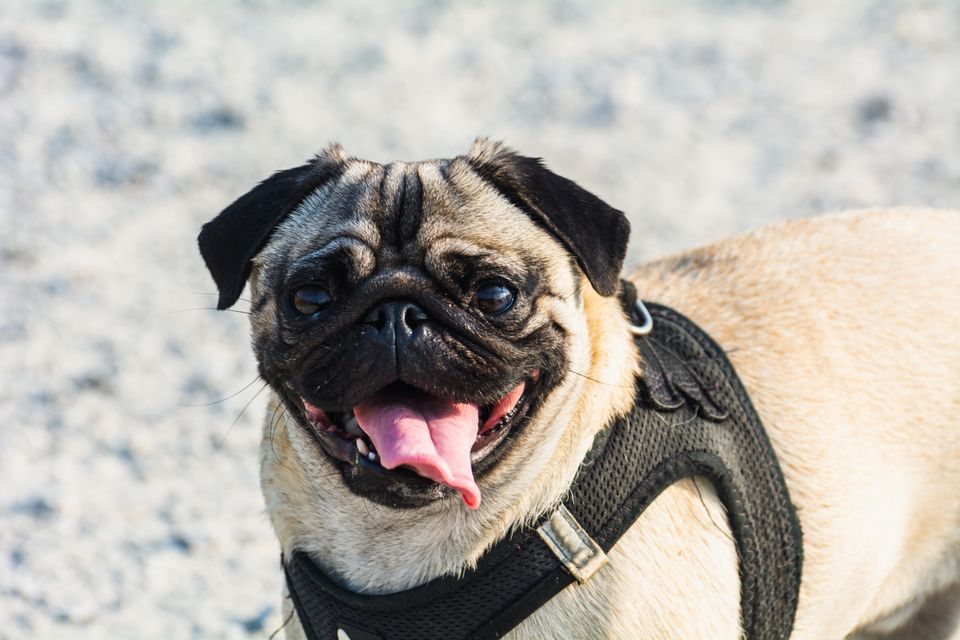 A happy dog outdoors on a bright sunny day with tongue out
