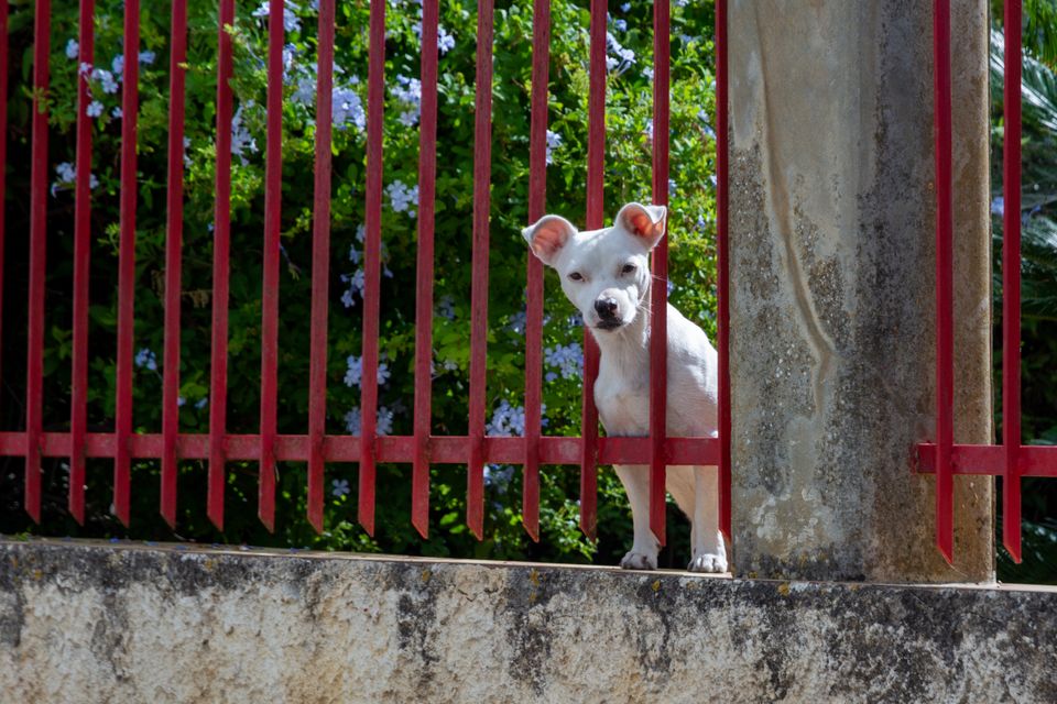 White dog peering curiously through a fence-style barrier on a sunny day