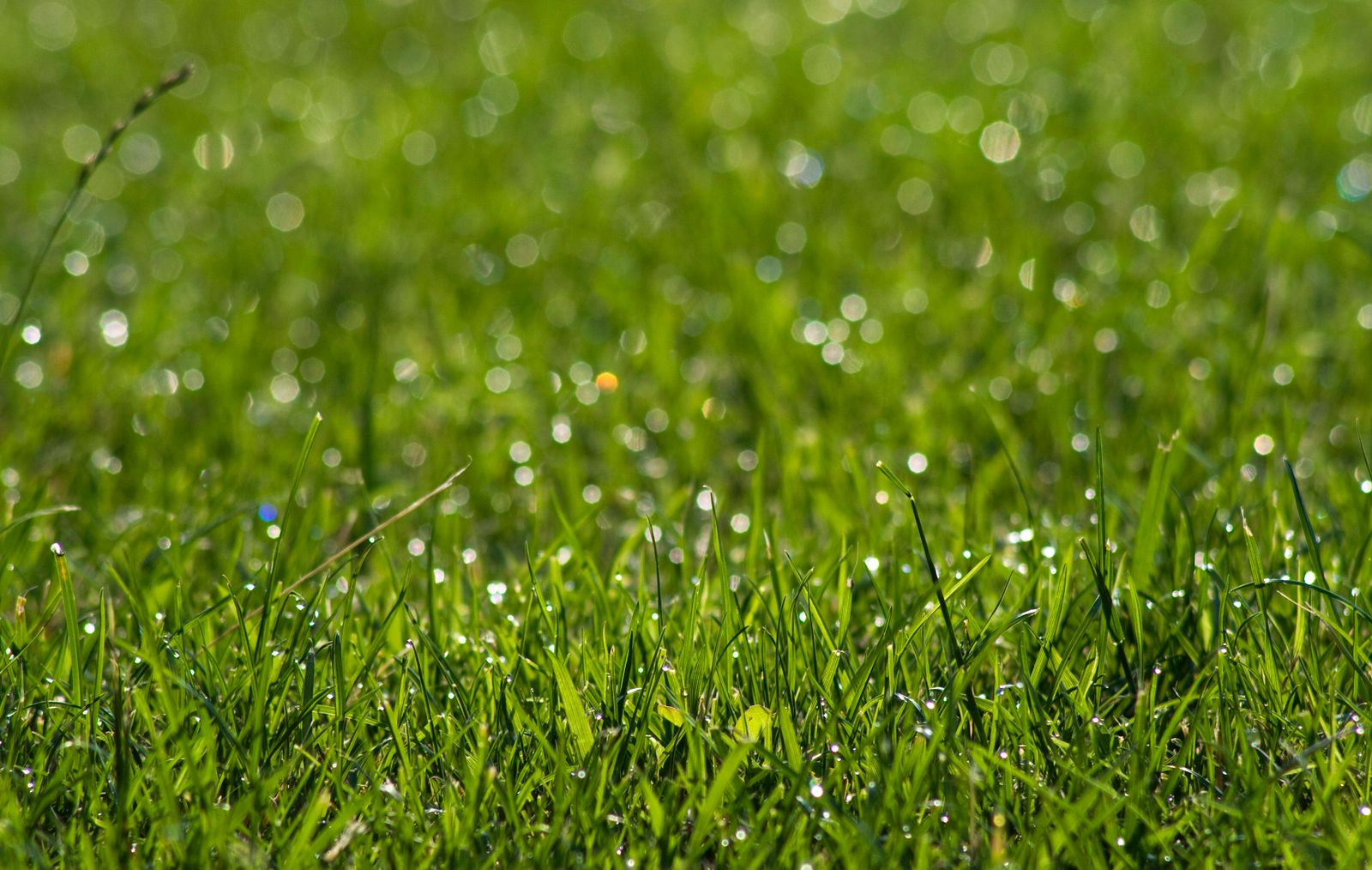 Close-up of green grass blades covered in morning dew