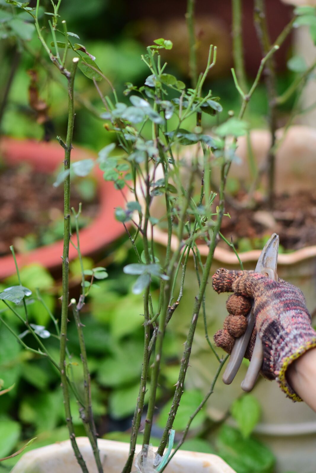 Hand pruning shears positioned to cut a woody stem in a garden bed