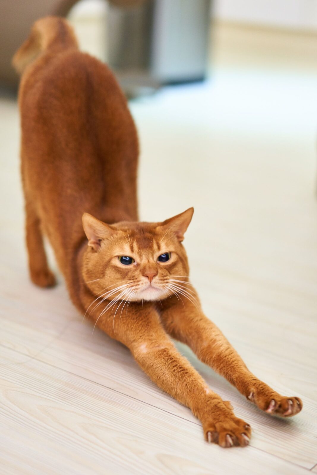 A large ginger cat fully stretched out on a wooden floor, showing the reach and body length a scratching post's height needs to accommodate