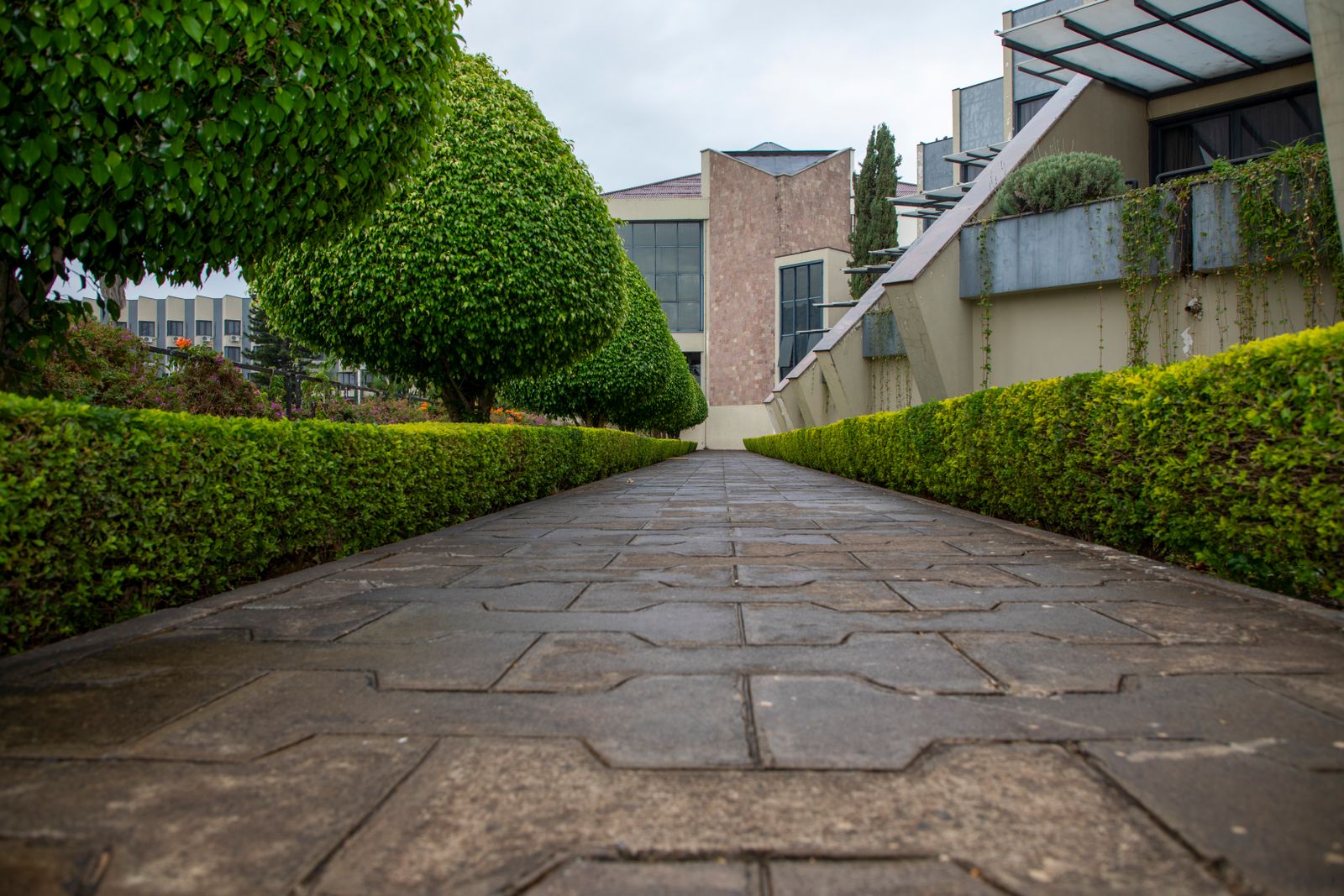 Neatly trimmed hedges lining a symmetrical garden pathway, the kind of clean edge a cordless hedge trimmer is built to maintain