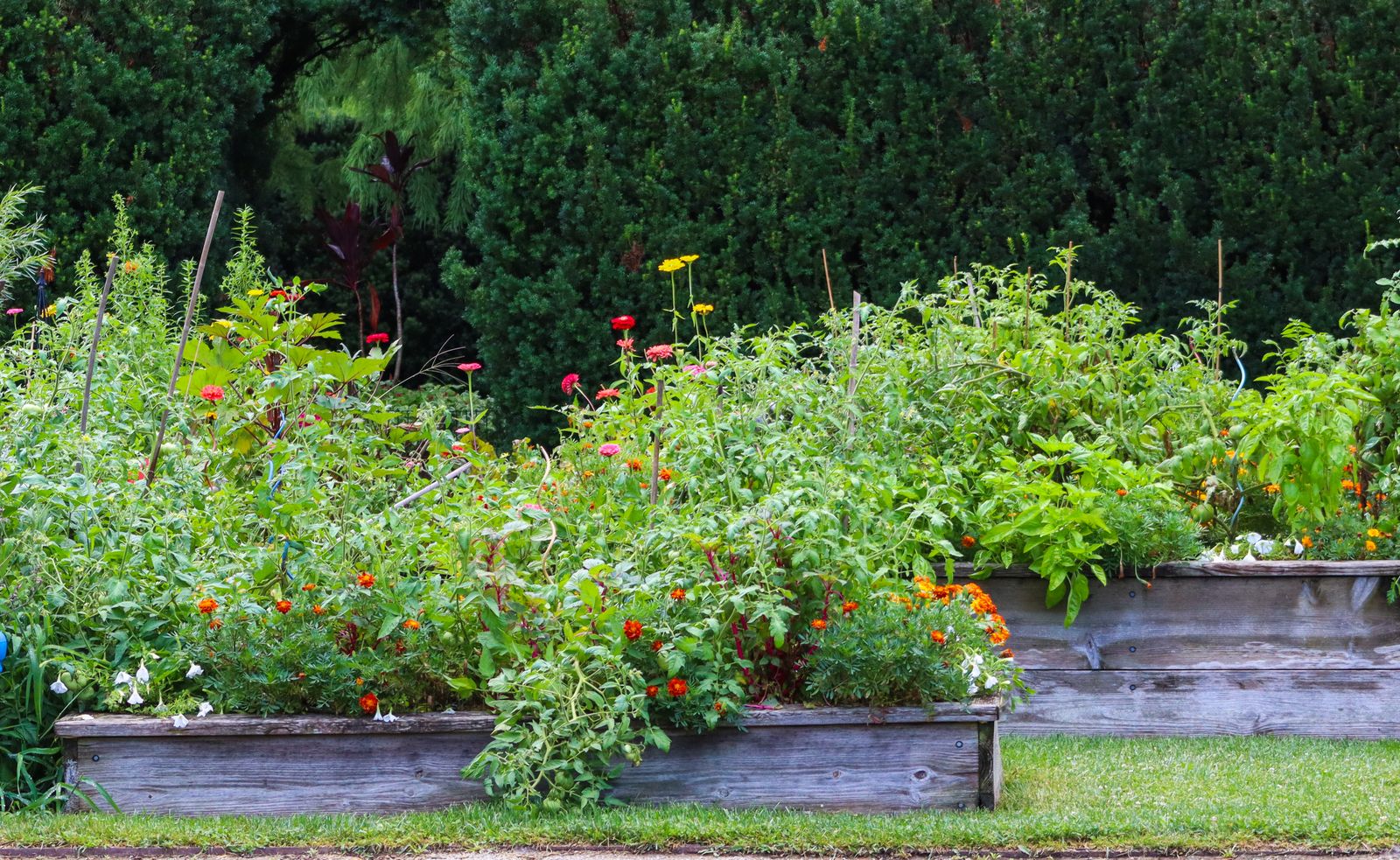 The Best Raised Garden Beds for Beginners