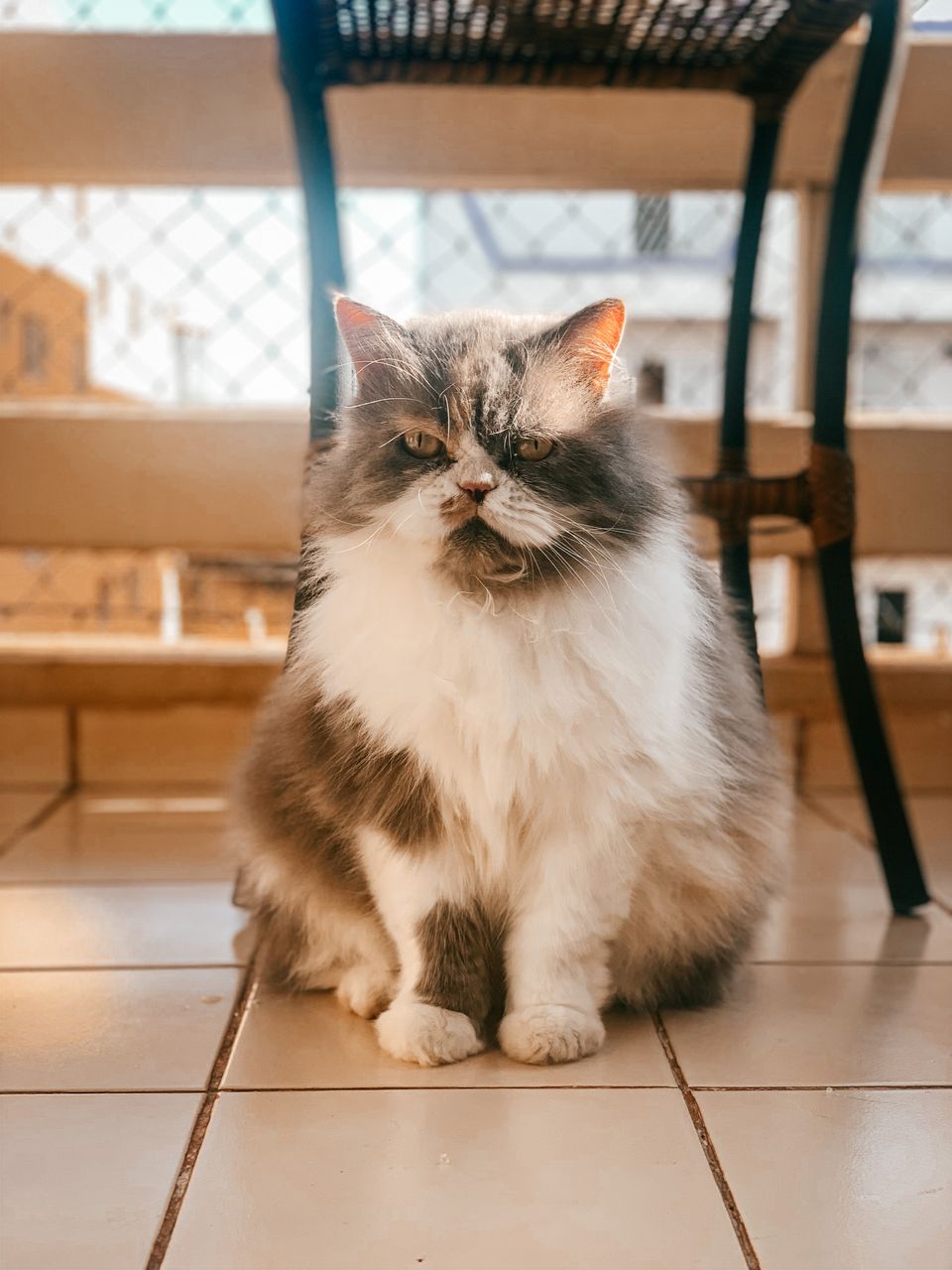 Fluffy bicolor cat resting on a tiled floor in a sunny indoor spot