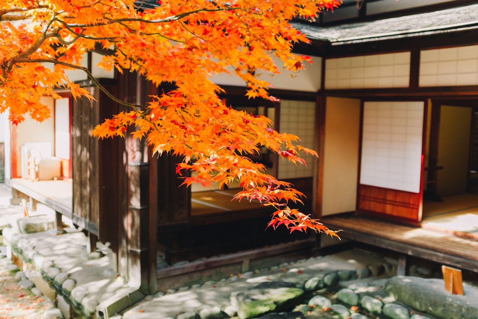 Vibrant orange and red autumn leaves covering the ground and roofline near a house