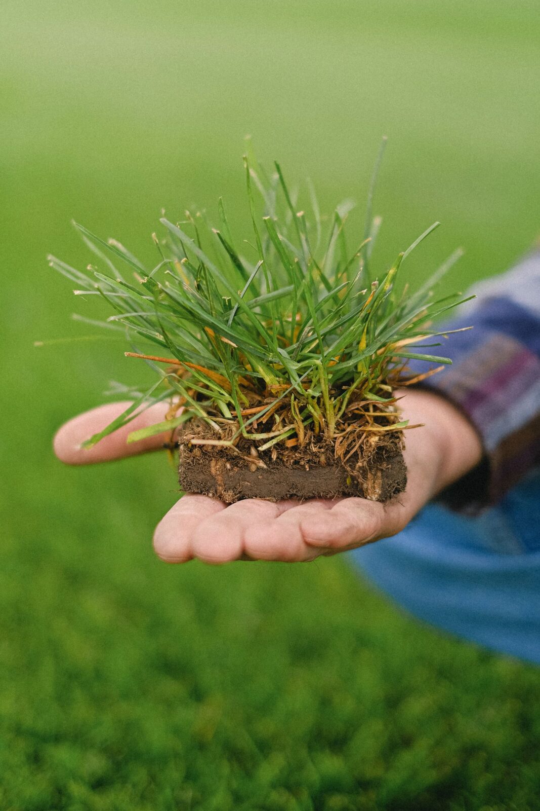 Hand holding a soil and grass core plug pulled from a lawn