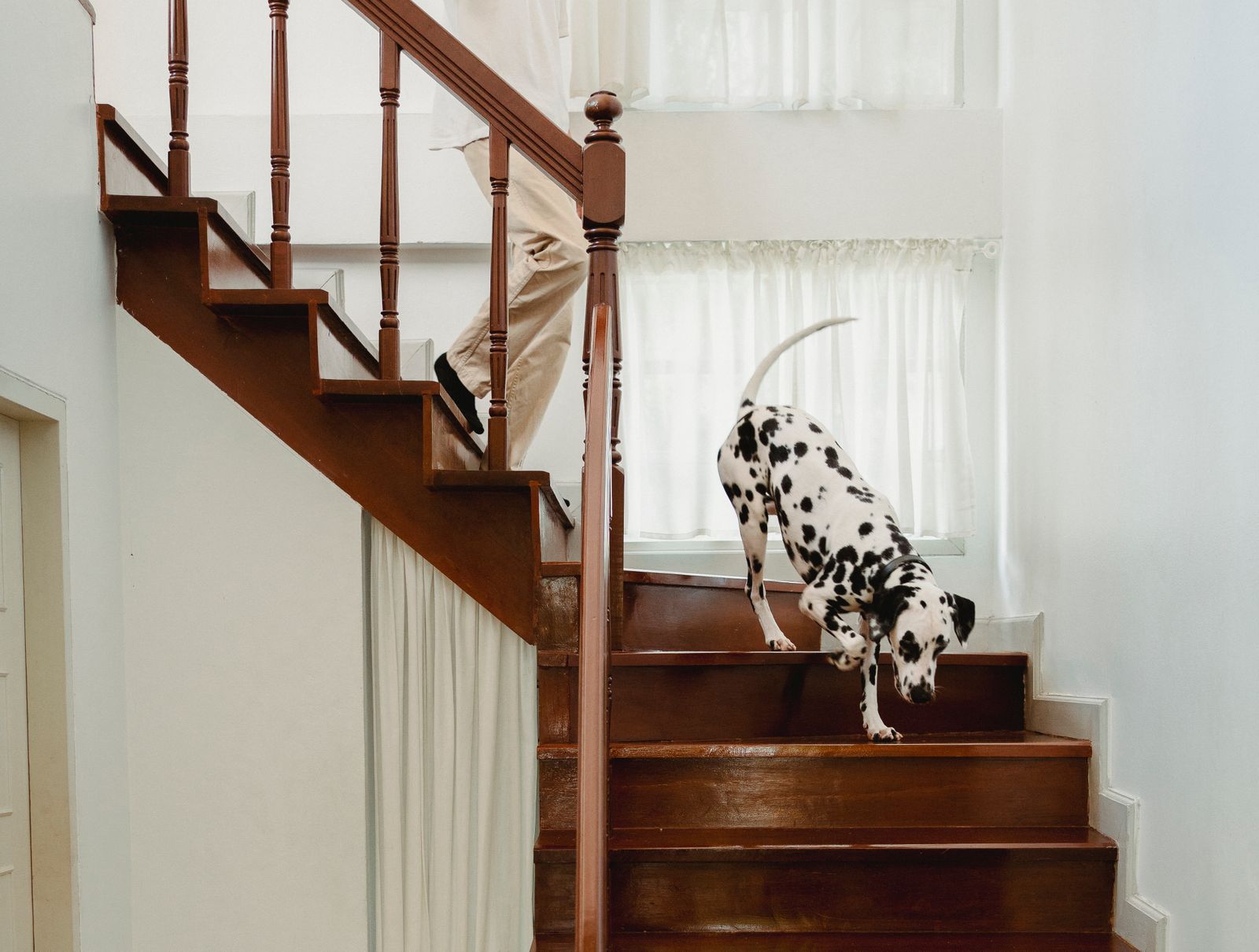 Dog Gates for Stairs: Mount Type, Height, and Price Compared