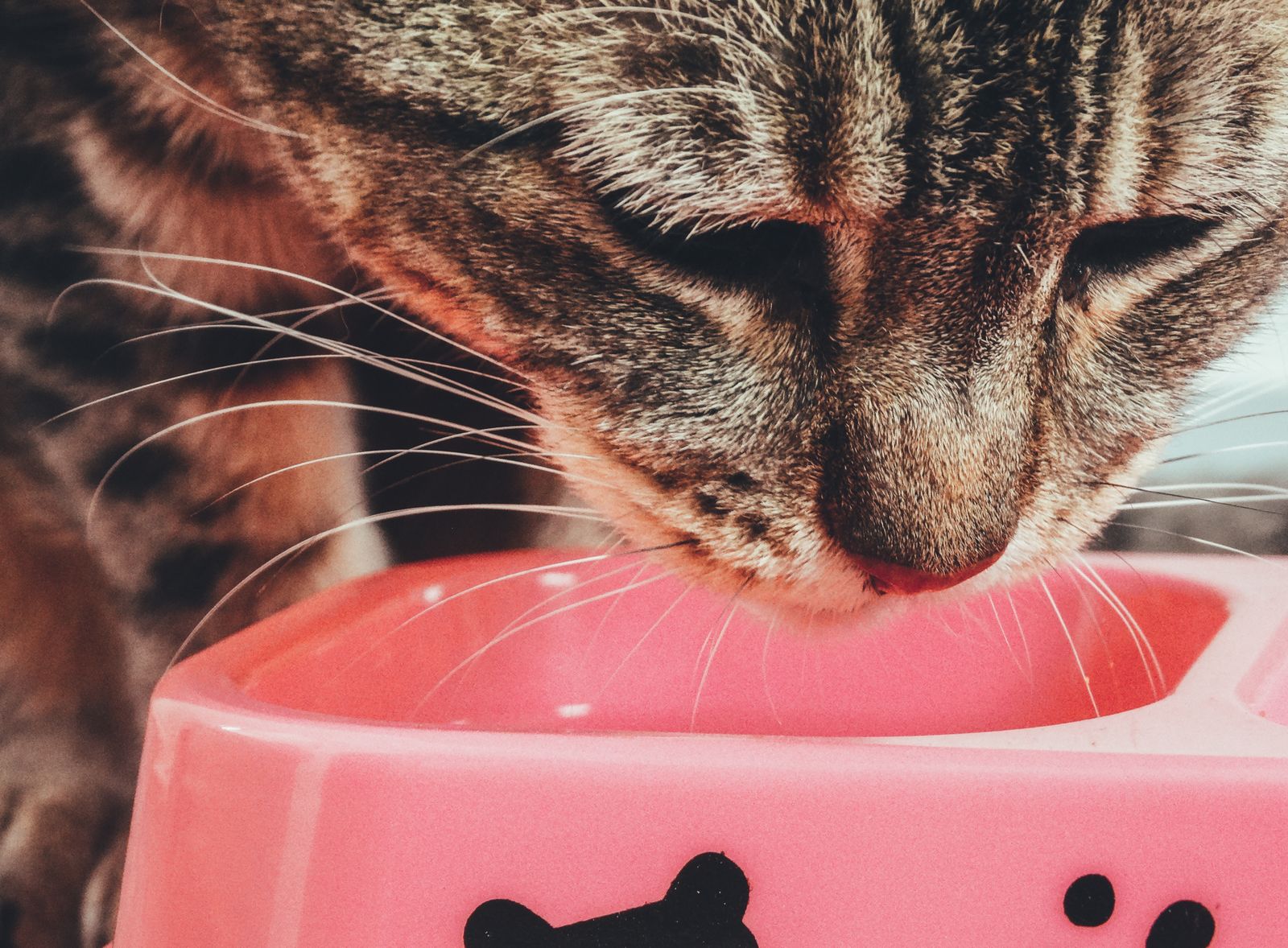 A tabby cat eating its own meal from a single bowl, the scenario a microchip-restricted feeder is designed to guarantee