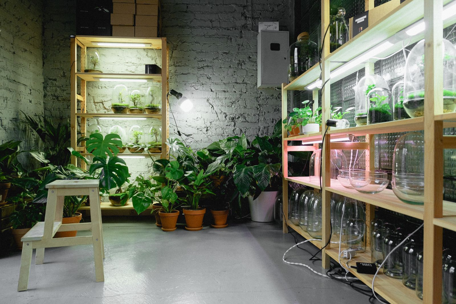 Indoor plant shelving unit lit by grow lights with rows of green seedlings and plants