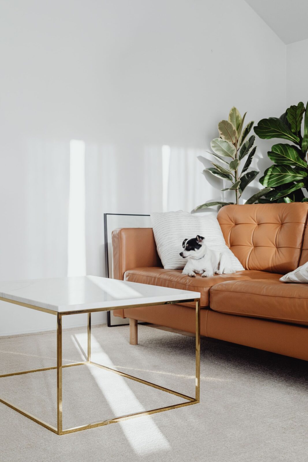 Best Air Purifiers for Pet Owners