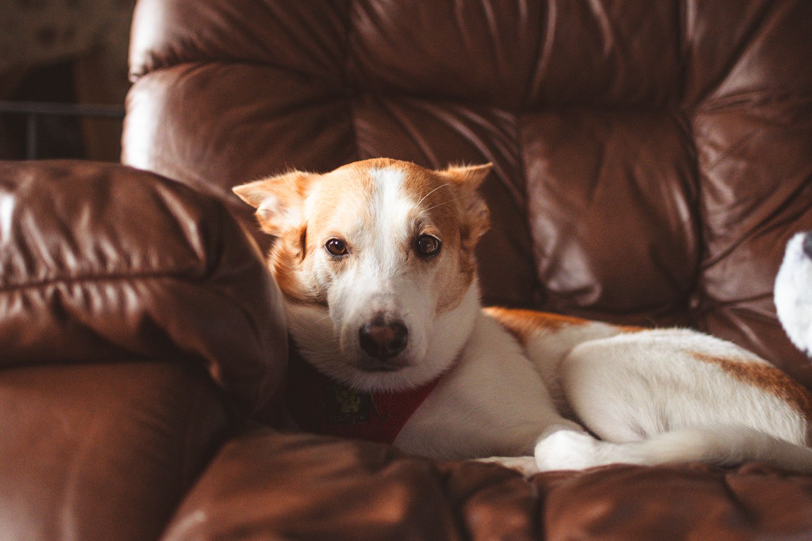 Pet Hair Removers for Furniture and Clothing