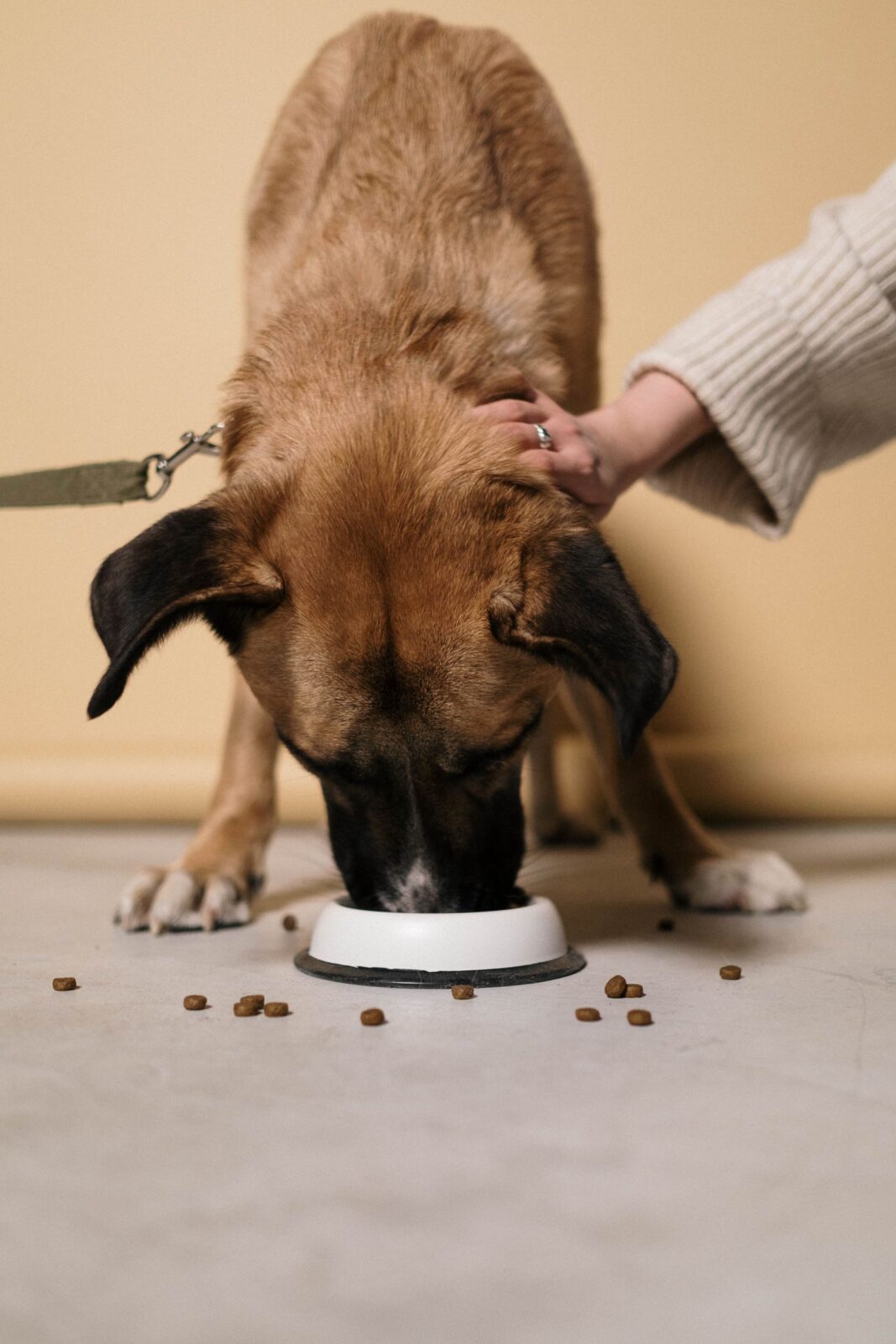 Owner petting a dog while it eats from a bowl on the floor