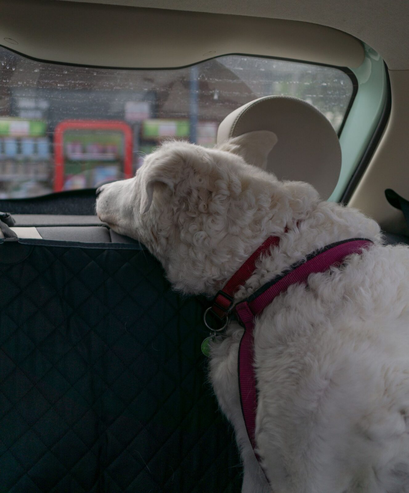A Dog Car Seat Cover Warranty Is Usually Just a Return Window