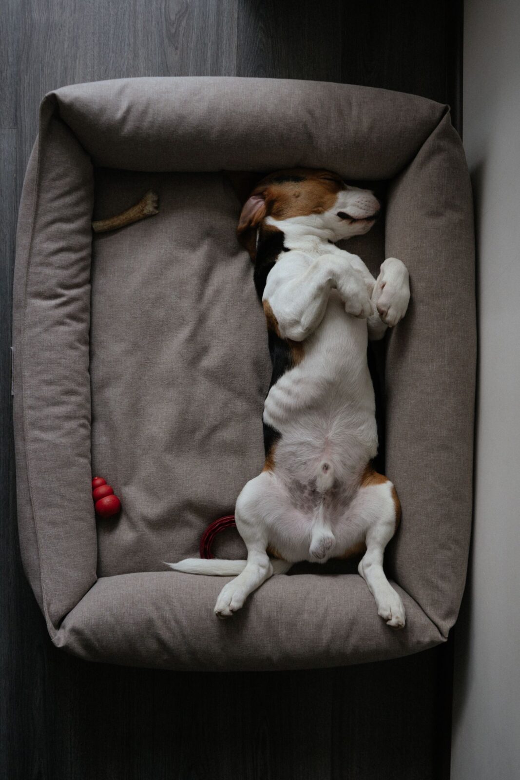 Beagle asleep on its back in a bolstered gray dog bed, seen from above
