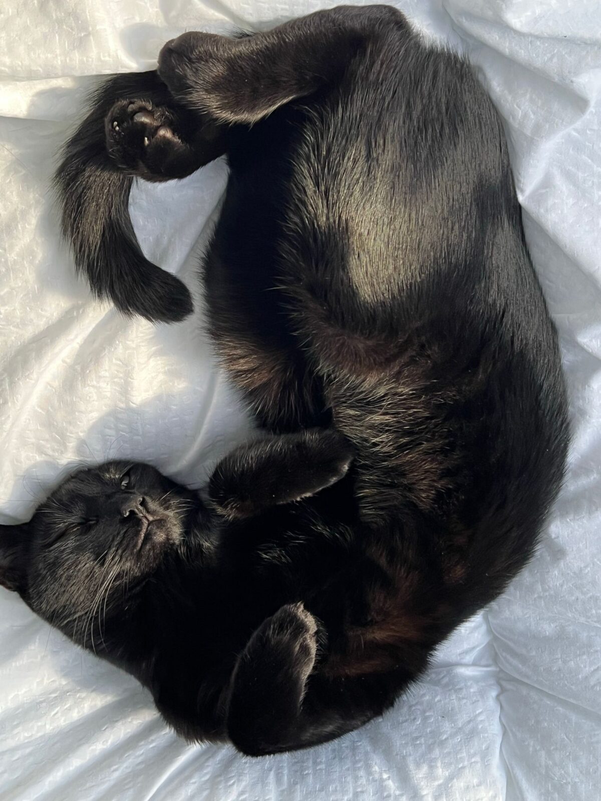Black cat asleep on a white blanket, stretched and curled on its side