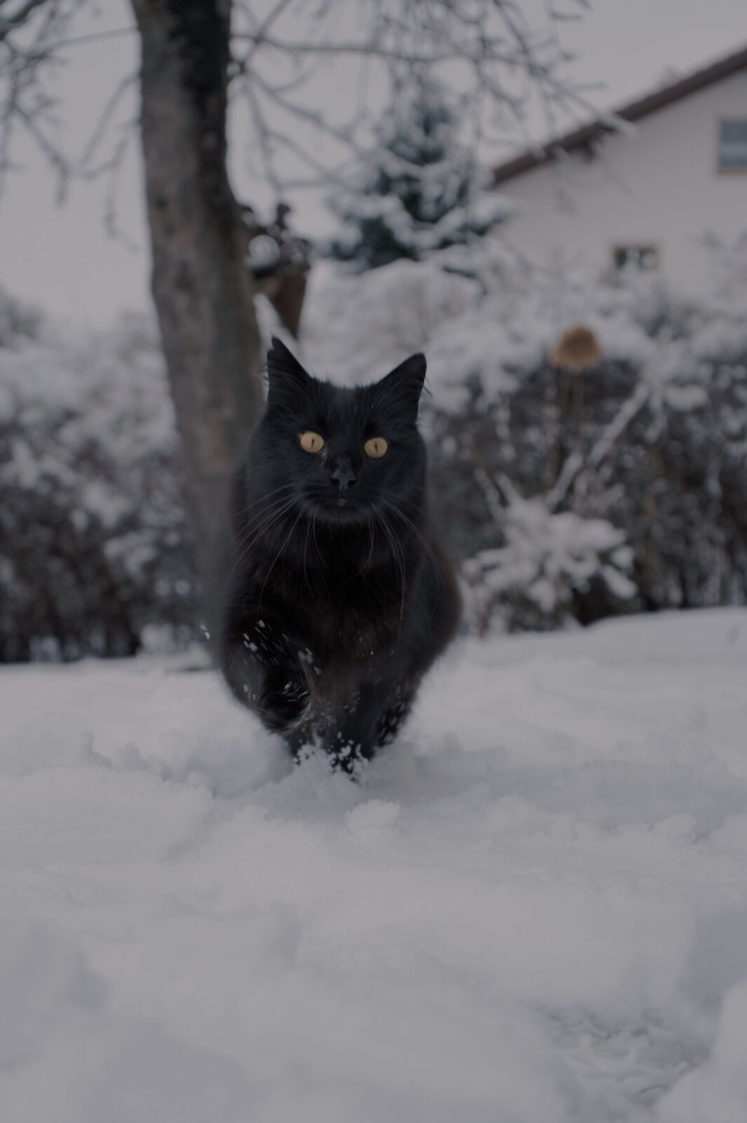 Black cat walking through snow with a snow-covered yard behind it