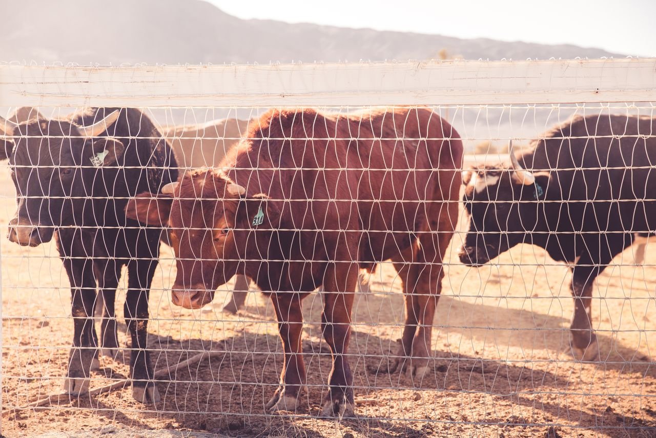 Cattle standing behind a wire fence in a sunny pasture
