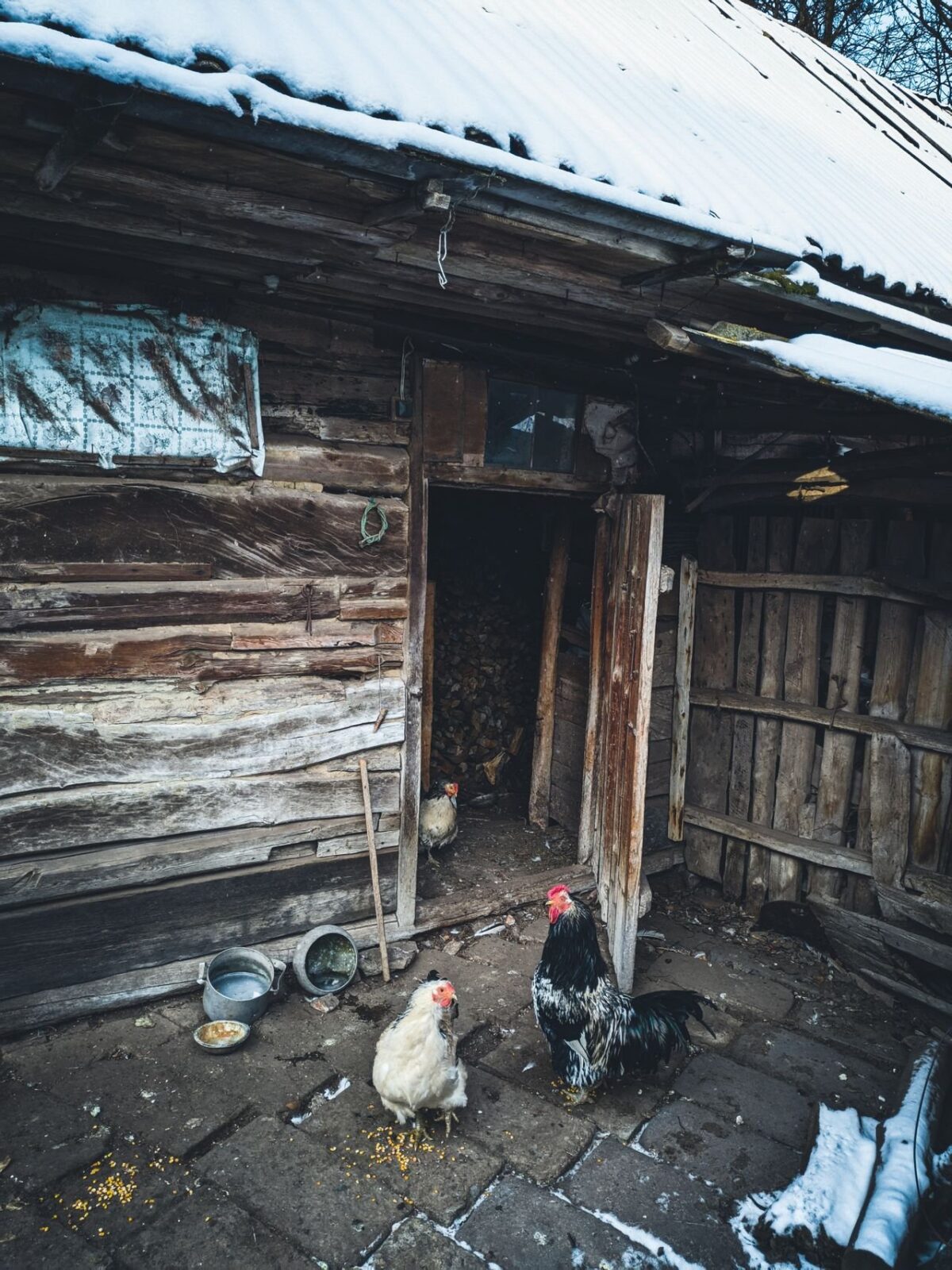 Chickens outside a wooden coop with a snow-covered roof