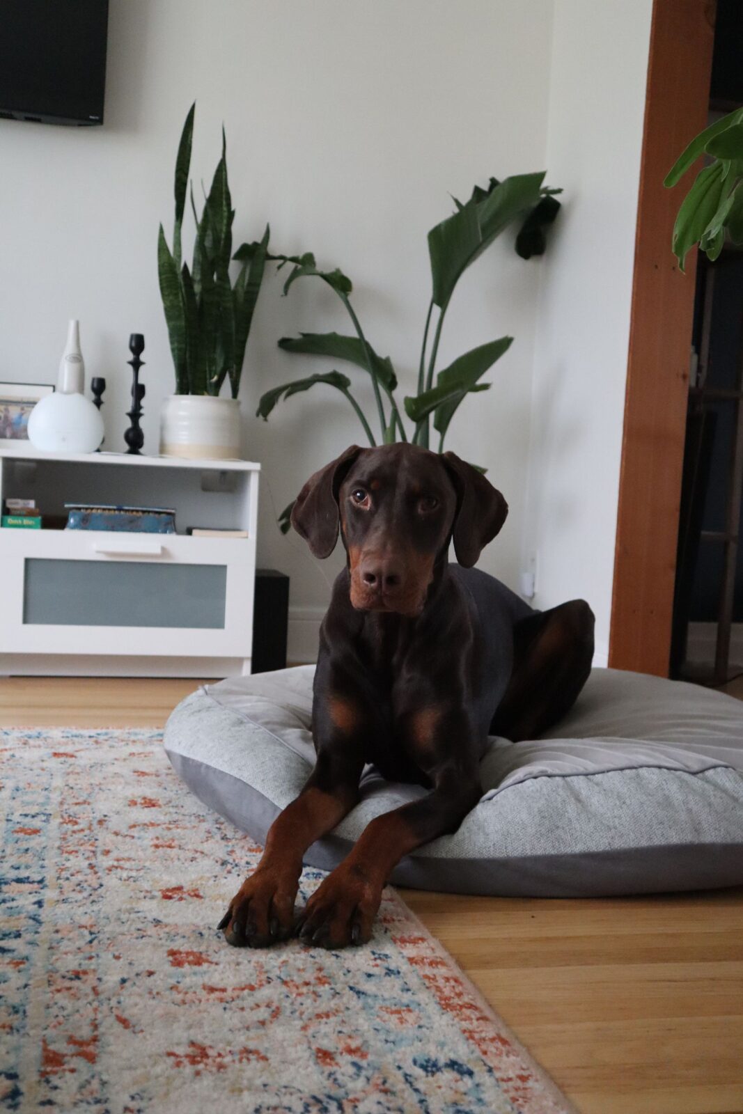 Brown Doberman lying on a gray floor cushion in a living room with houseplants behind it