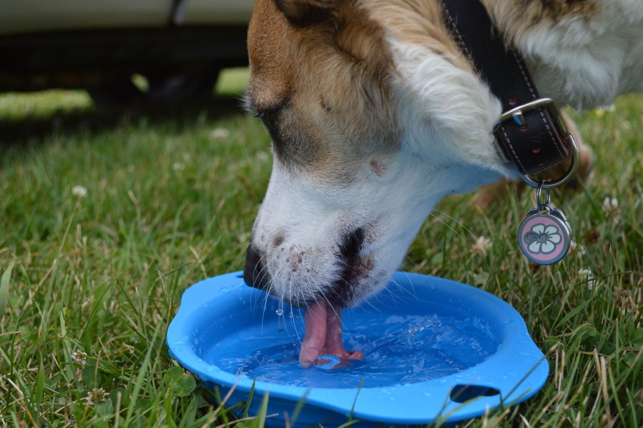 Best Heated Dog Water Bowl for Outdoor Dogs, Kennels and Barns