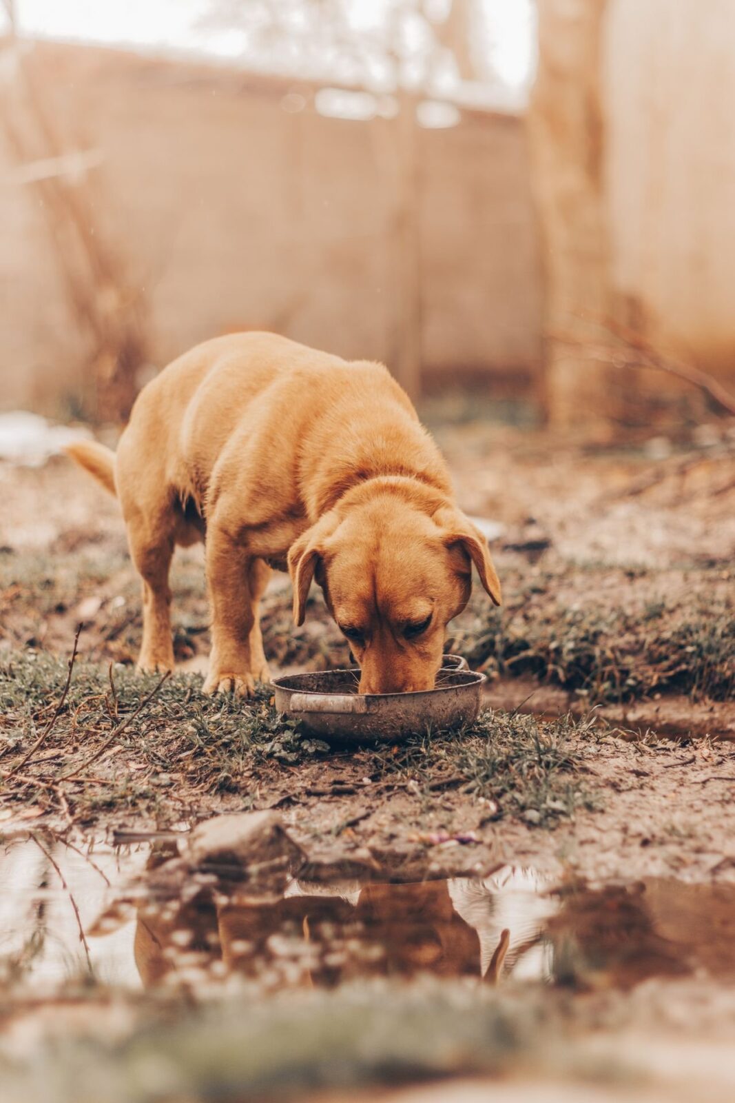 A tan dog drinking from a bowl on the ground outdoors