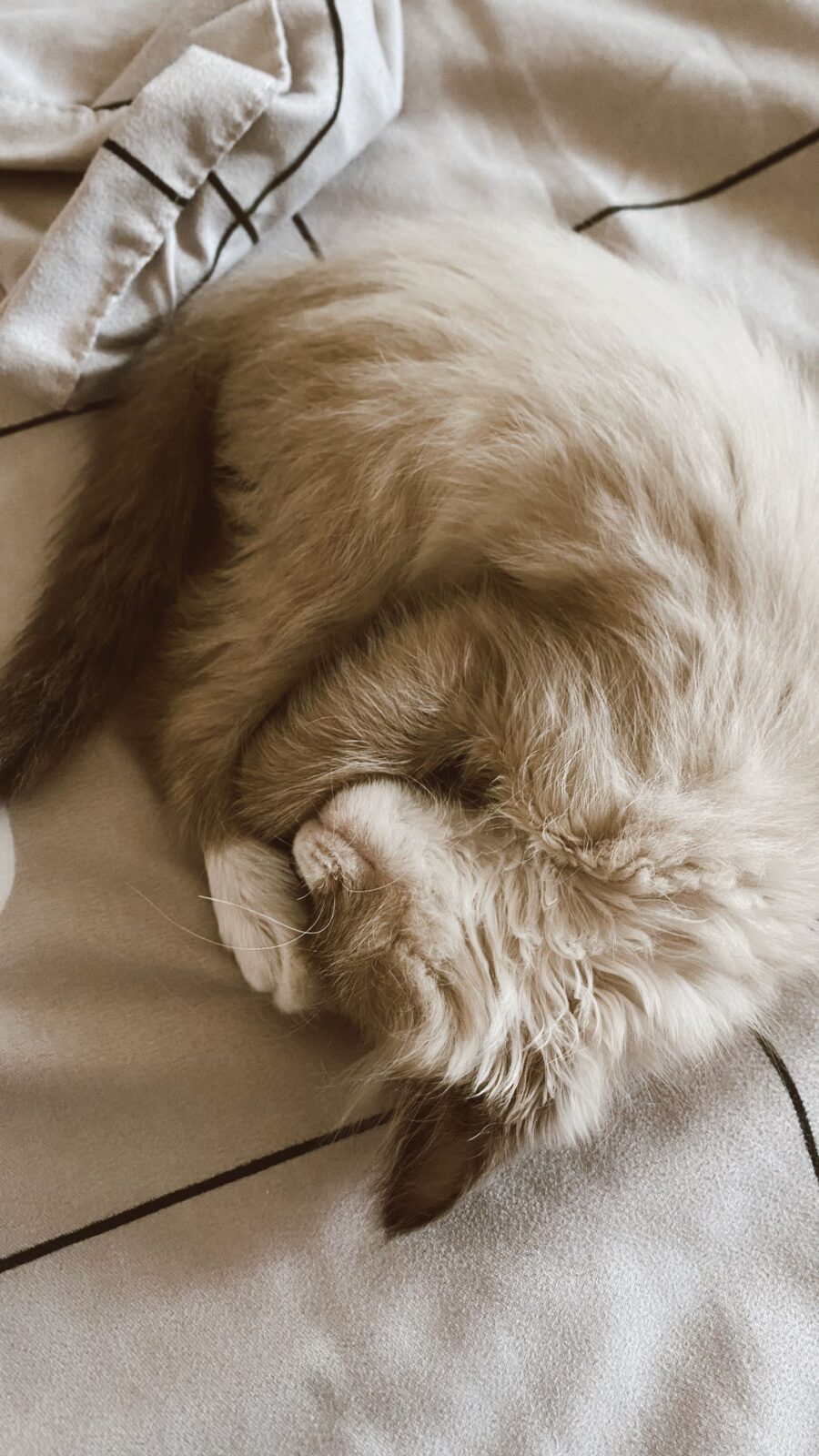 Fluffy cream cat curled up asleep with its face tucked under a paw