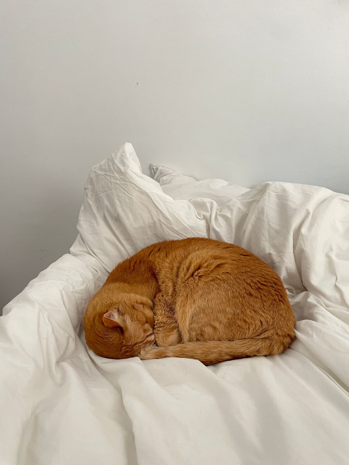 Best Heated Pet Beds for Cold Weather