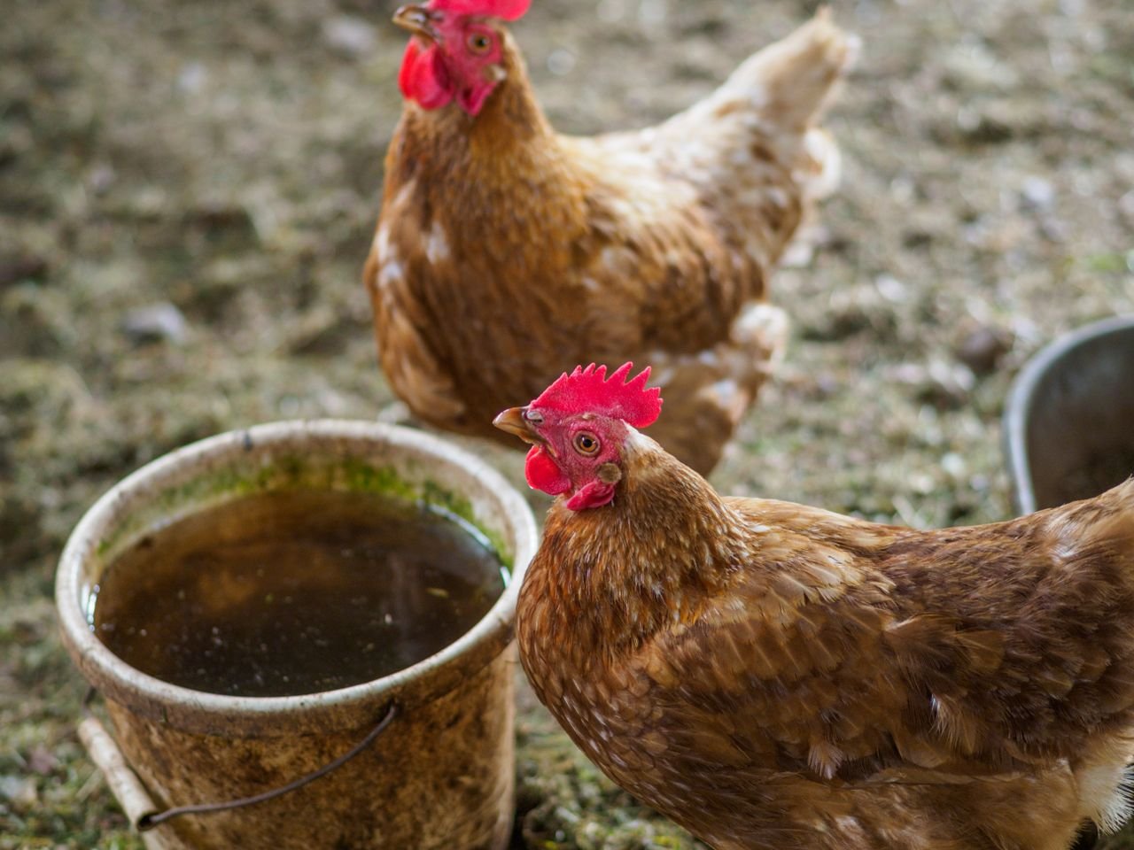 Two brown hens beside a small bucket of water on bare ground