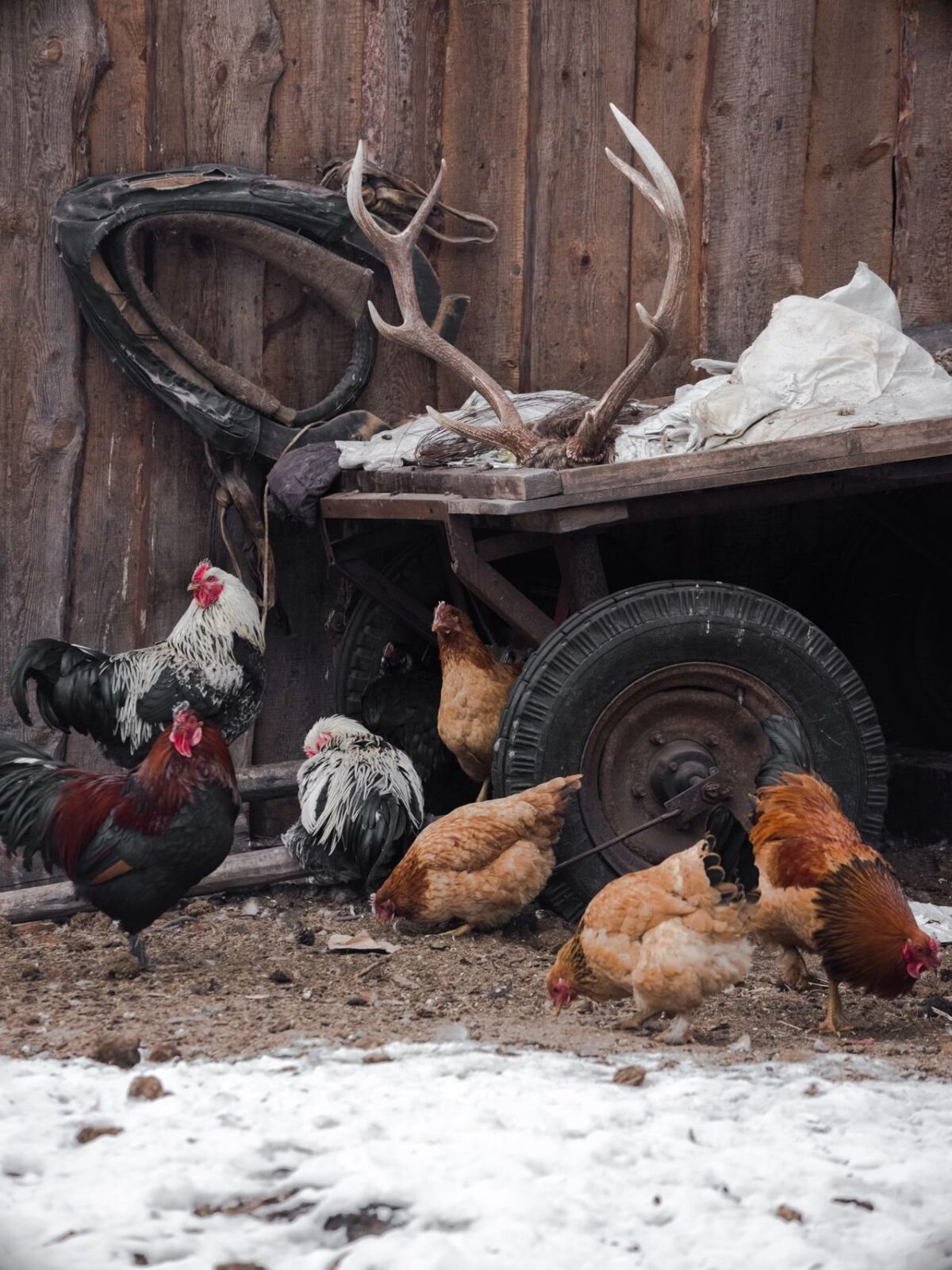 A small flock of hens and a rooster pecking at snowy ground beside a wooden fence and old cart