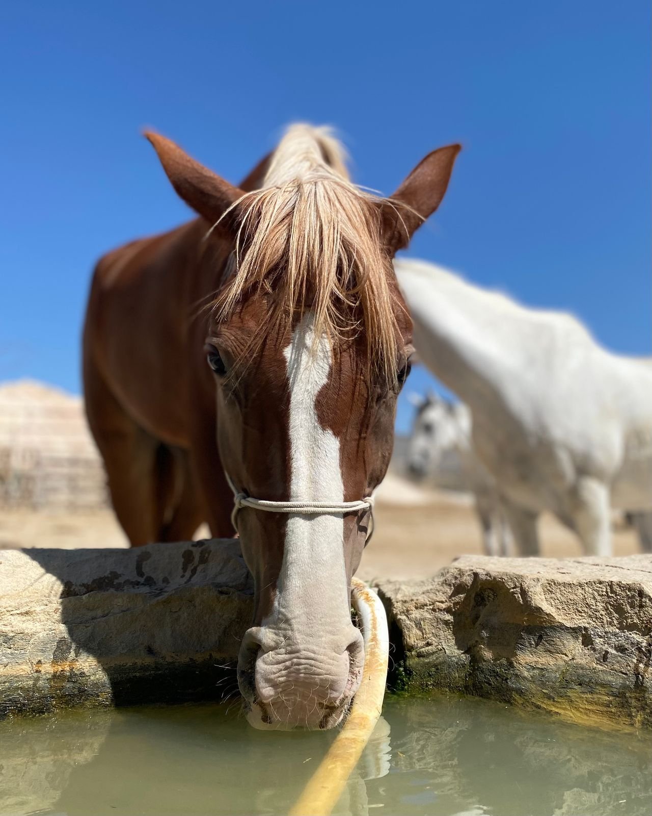 A brown and white horse drinking from a stone water trough