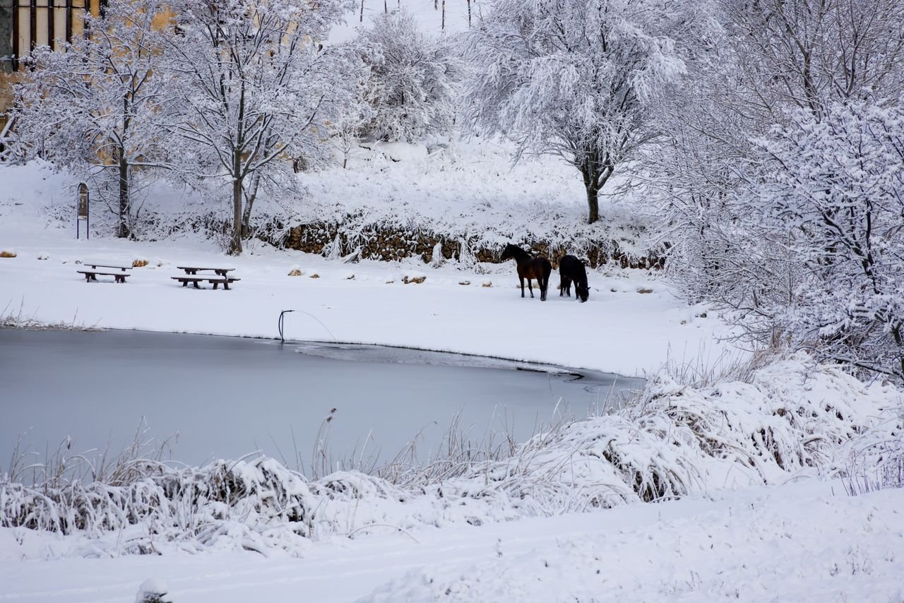 Horses standing beside a frozen pond in a snow-covered field