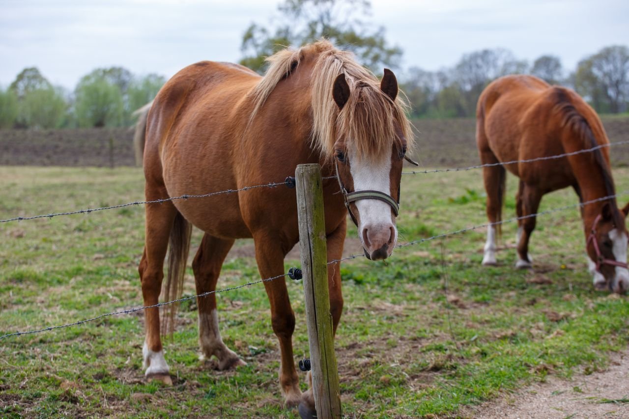 Two chestnut horses grazing behind a wire fence