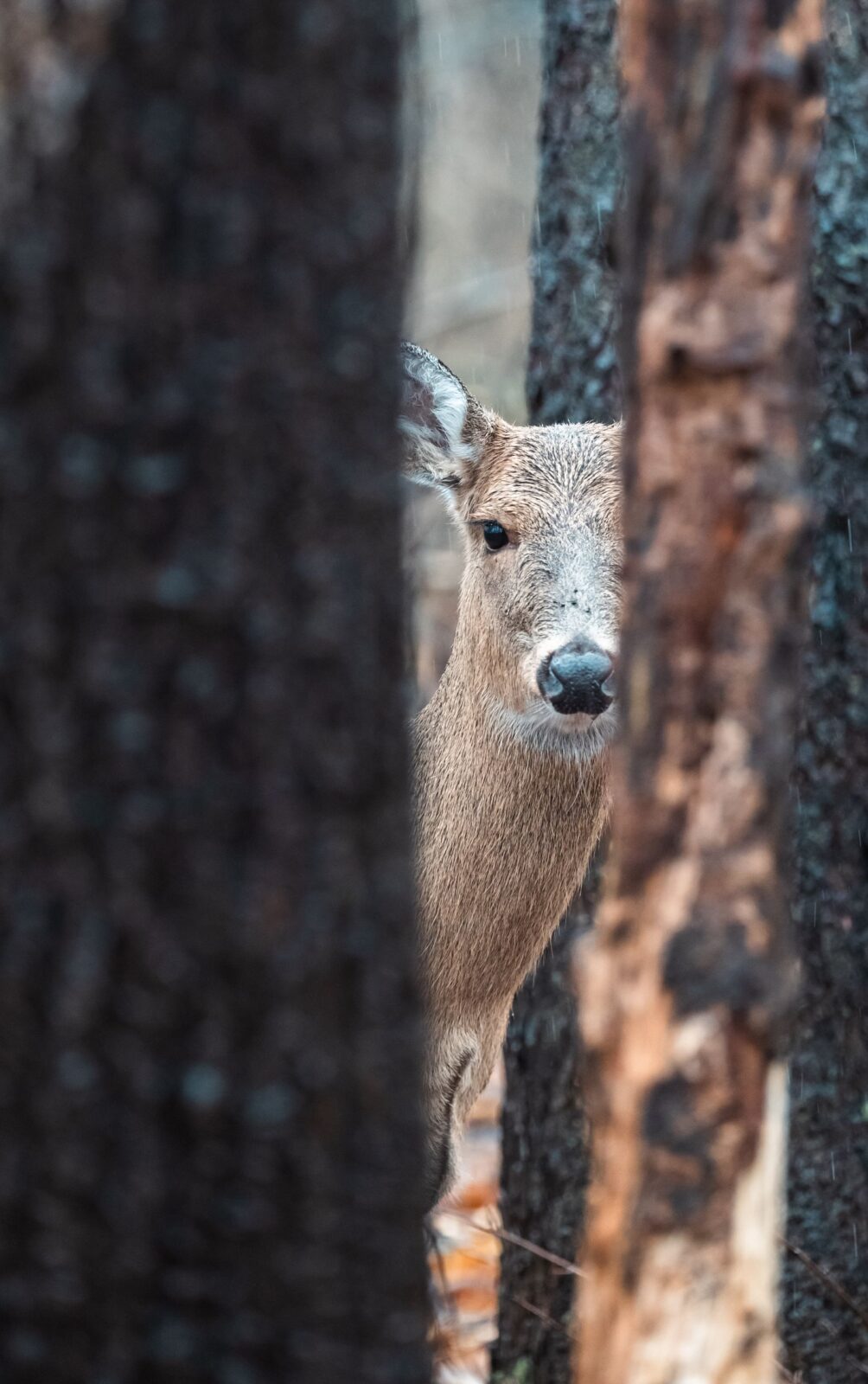 A white-tailed deer peering between tree trunks in an autumn forest