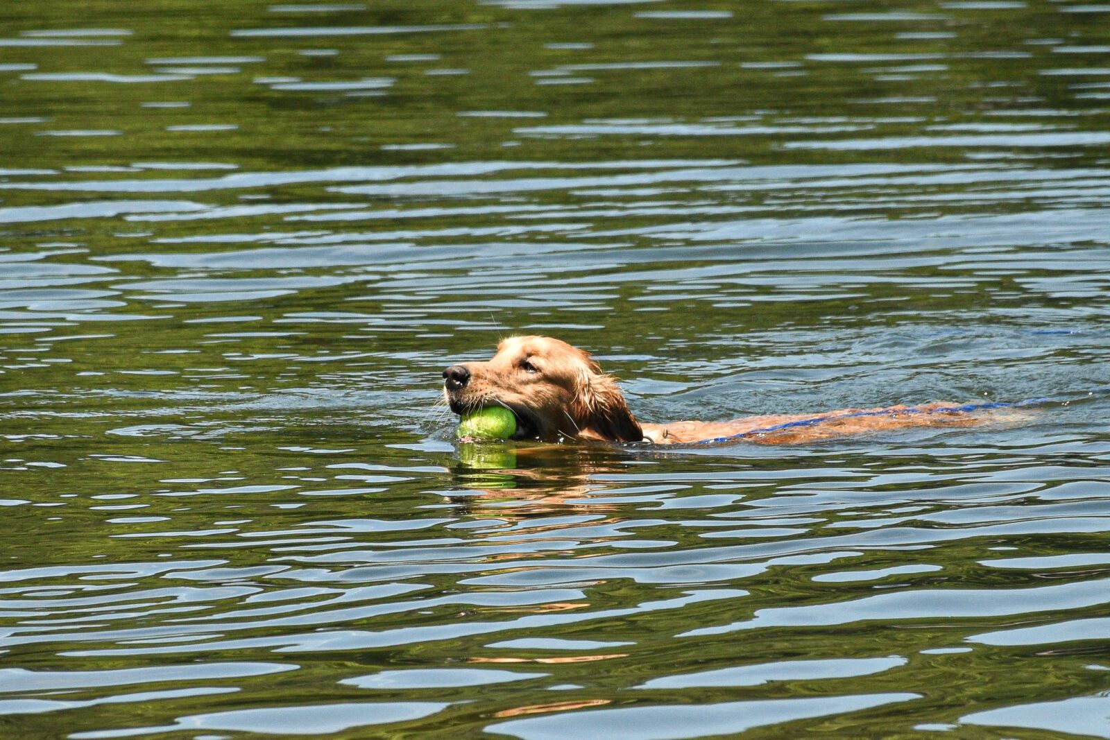Best Dog Life Jackets for Water Safety