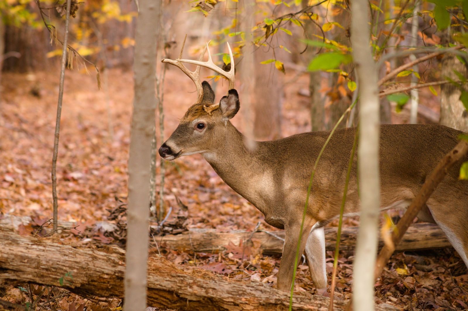 Best Trail Cameras for Deer Hunting