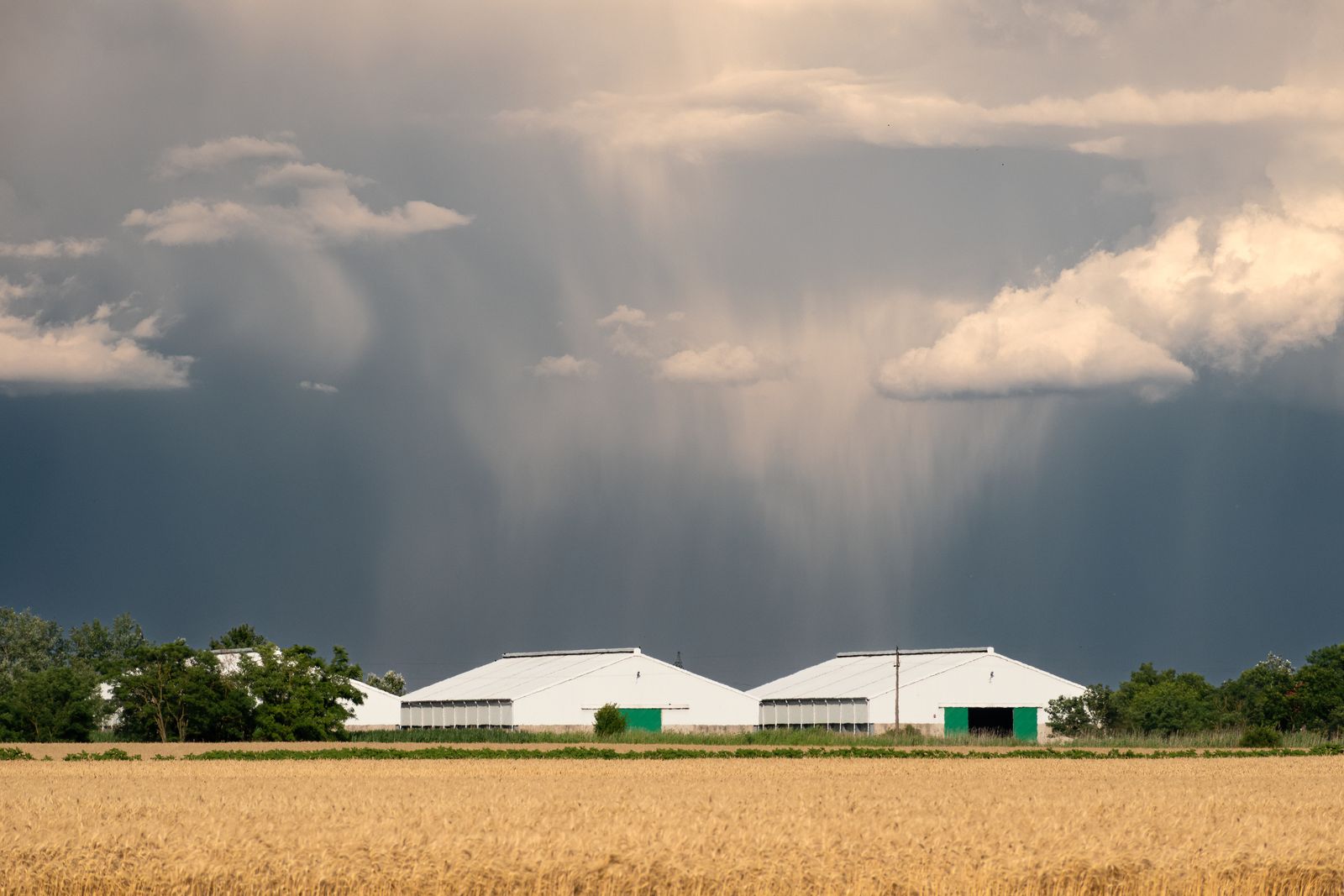 Rain falling from dark clouds behind two white farm buildings and a wheat field