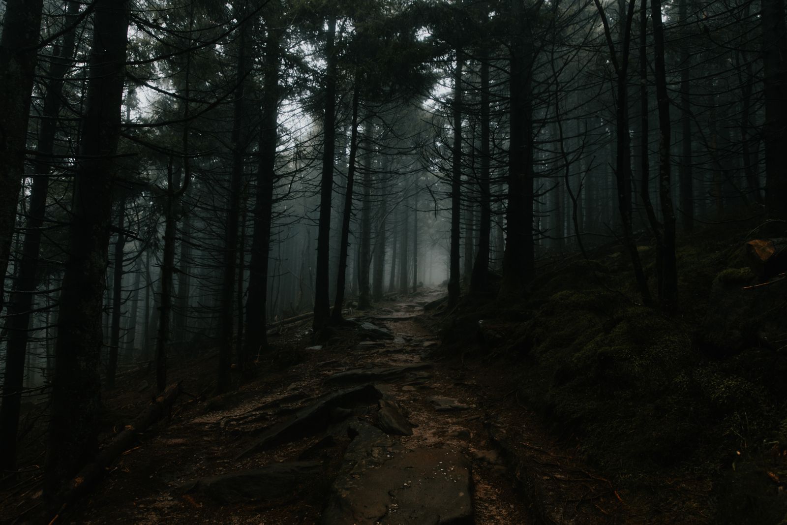 Rocky trail climbing through a dark, foggy evergreen forest with long tree shadows