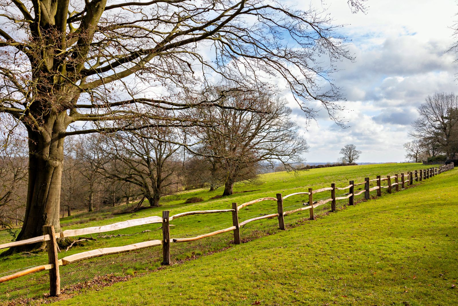 A split-rail fence running over a grassy hill with bare trees