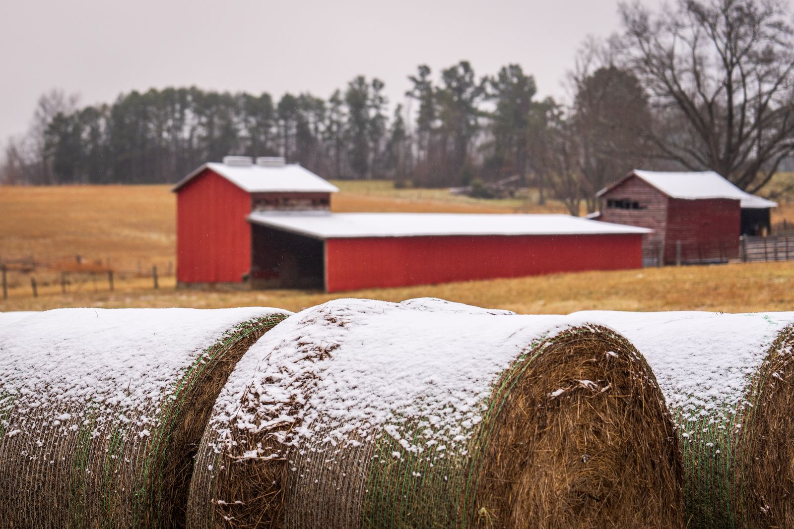 Snow-covered round hay bales in a field beside a red barn on a winter morning