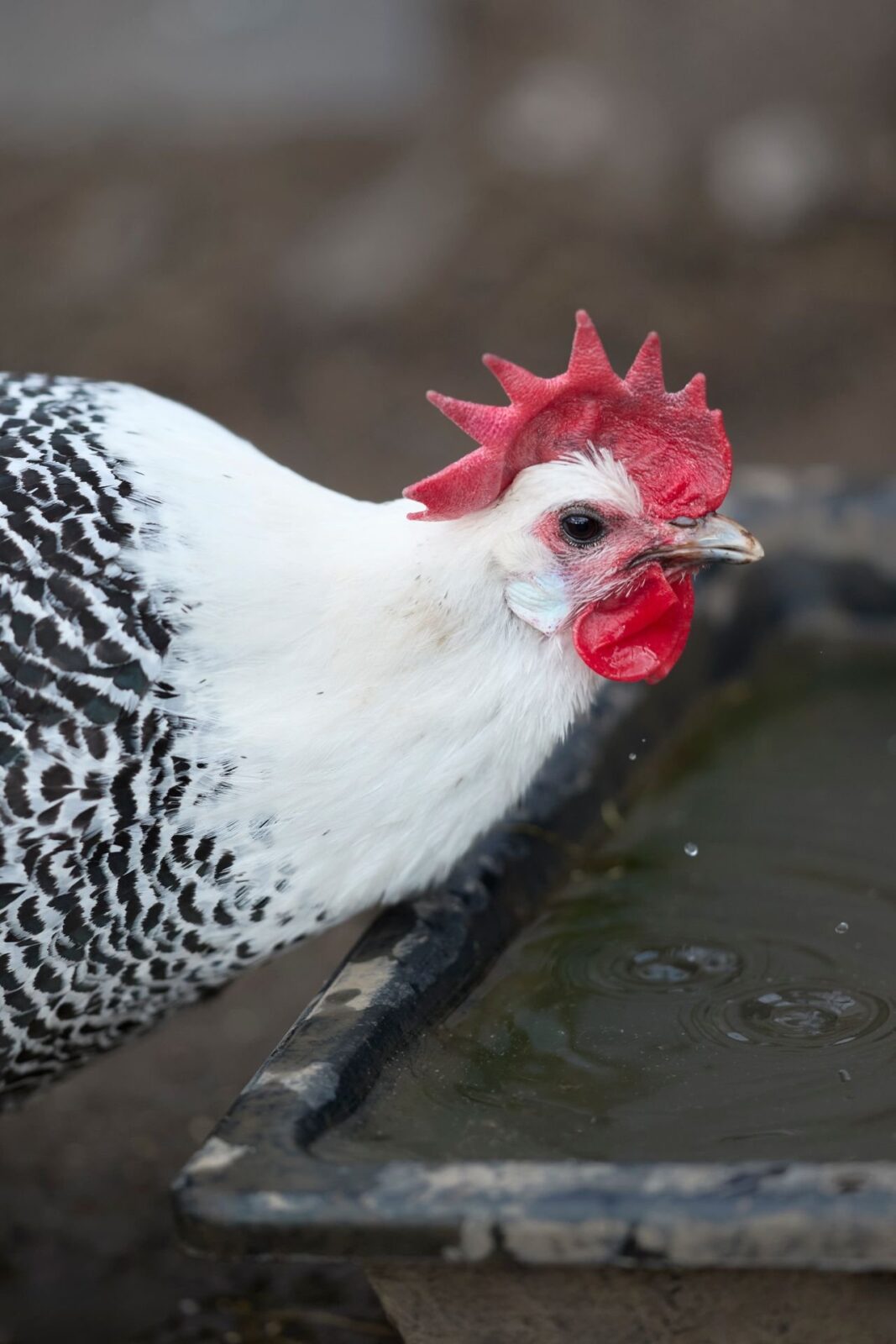 A speckled hen with a red comb leaning over a water trough to drink