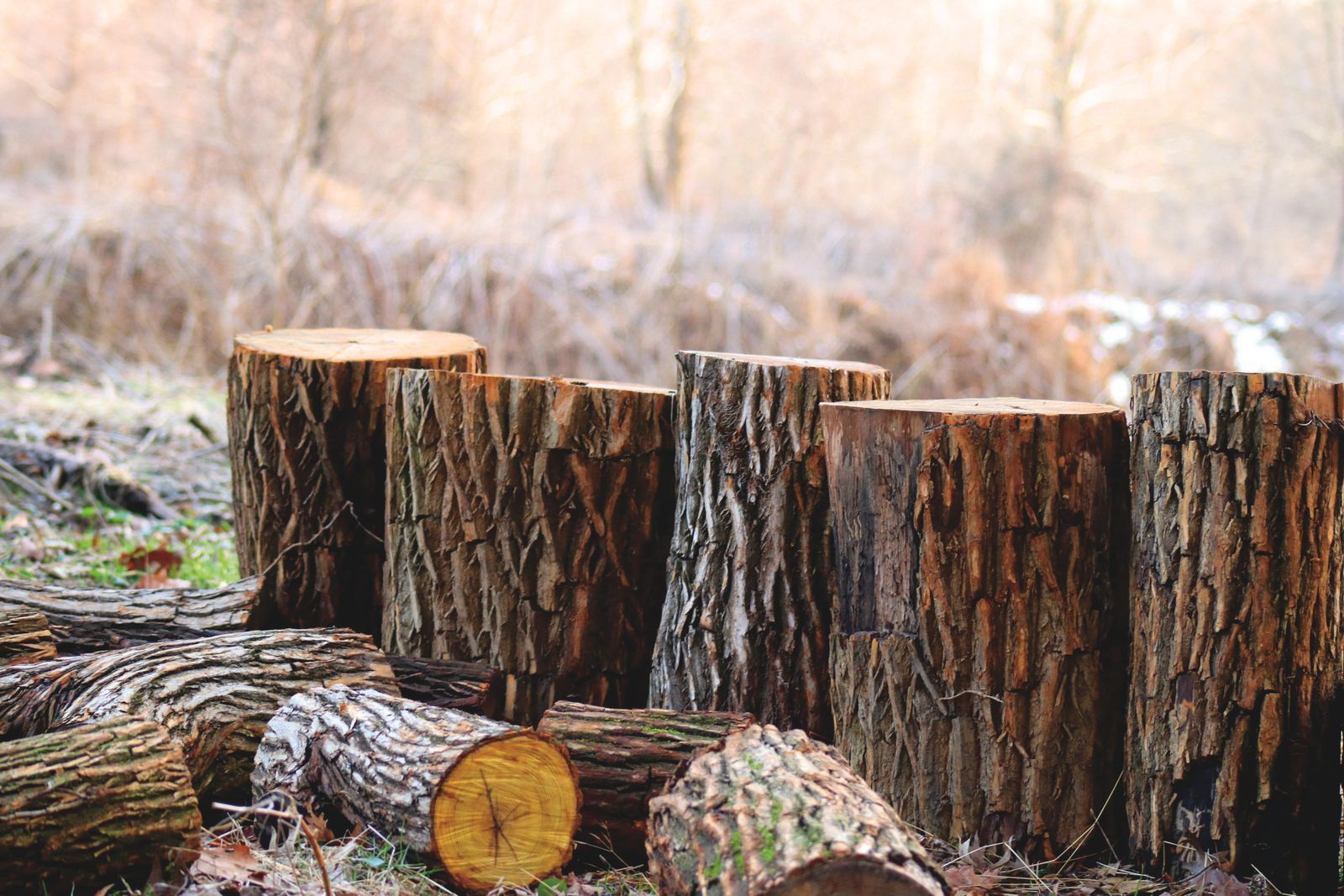 Cut logs lying directly on leaf litter and soil in a woodland