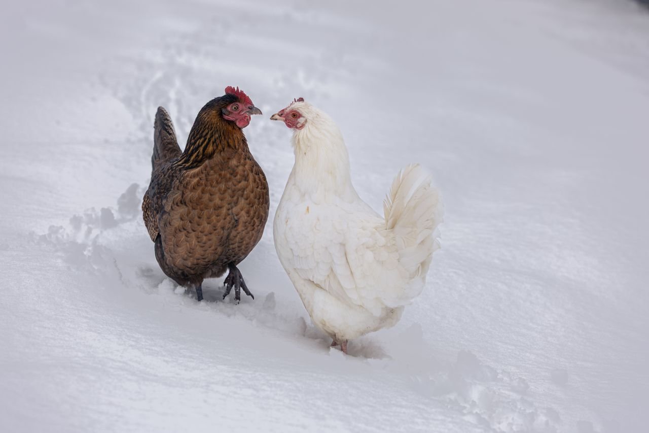 Best Heated Chicken Waterer for Winter