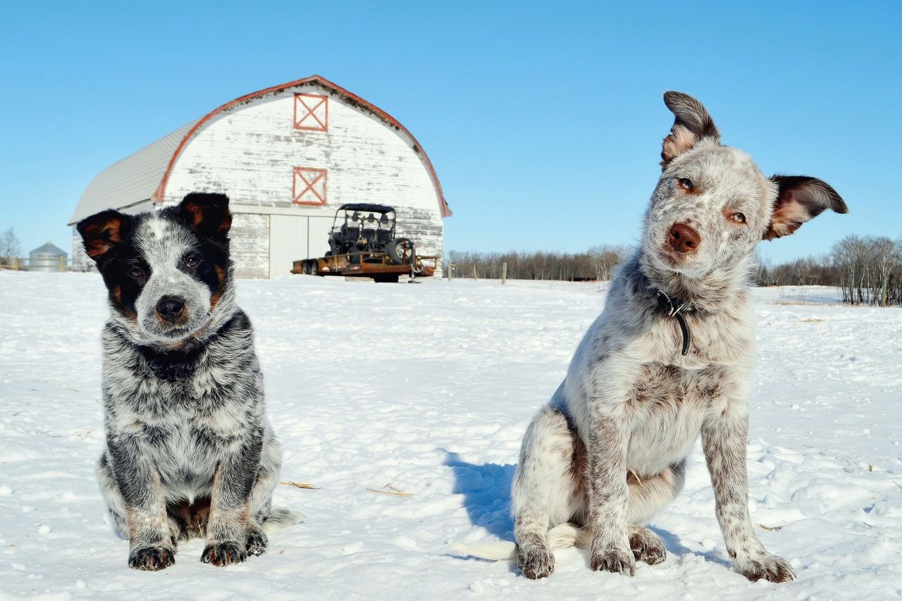 Two puppies sitting in snow in front of a white barn